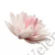 Kép 2/2 - Óriás rózsaszín dália ostyavirág
