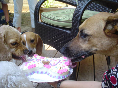 Kutyák tortával